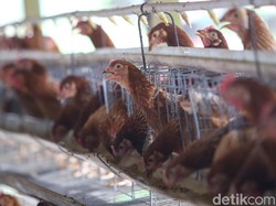 Tolak Ayam Impor dari Brasil, Peternak Kirim Pesan Ini ke Pemerintah