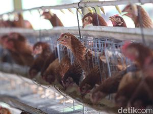 Tolak Ayam Impor dari Brasil, Peternak Kirim Pesan Ini ke Pemerintah Tolak Ayam Impor dari Brasil, Peternak Kirim Pesan Ini ke Pemerintah