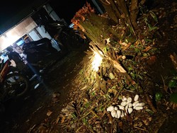 Hiii! Belasan Telur Ular King Cobra Ditemukan di Permukiman Kudus