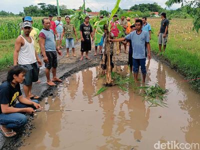 Warga Probolinggo Tanam Pisang-Padi dan Mancing di Jalan Rusak