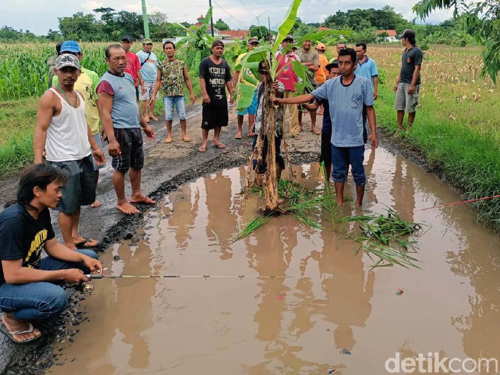 Warga Probolinggo Tanam Pisang-Padi dan Mancing di Jalan Rusak Warga Probolinggo Tanam Pisang-Padi dan Mancing di Jalan Rusak