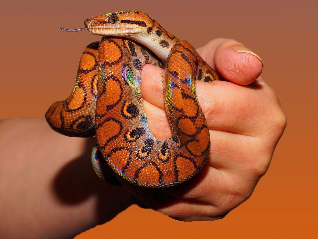 Contoh Hewan Vertebrata dengan Klasifikasi Kelasnya Contoh Hewan Vertebrata dengan Klasifikasi Kelasnya