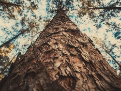 Apakah Pohon Bisa Saling Berkomunikasi? Ini Faktanya