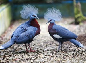 Ini Dia Burung Mambruk, Satwa Endemik dari Papua Ini Dia Burung Mambruk, Satwa Endemik dari Papua