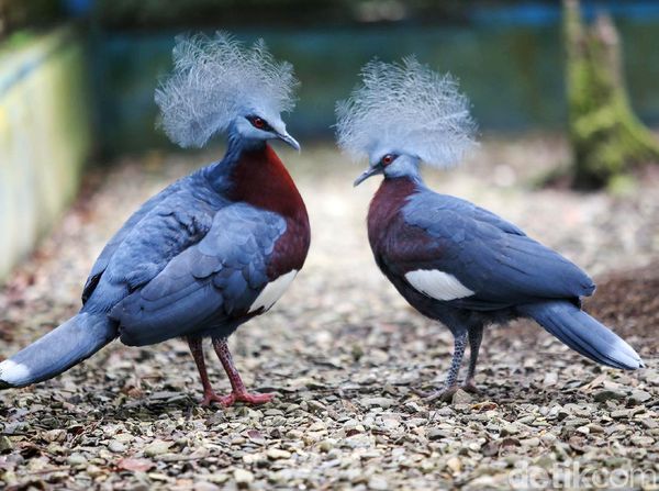 Ini Dia Burung Mambruk, Satwa Endemik dari Papua