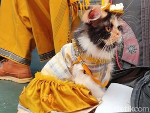 Lenggak-lenggok Kucing di Ciamis Kampanyekan Zero Rabies