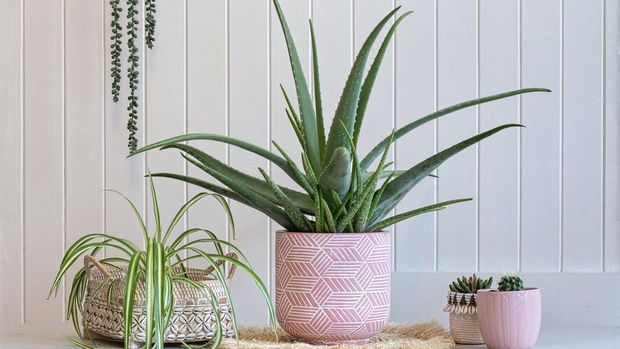 Aloe vera  indoor plant in pink pot white room with small cactus plants