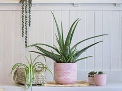 Mudah Perawatannya, Ini 7 Jenis Tanaman yang Cocok di Dalam Rumah