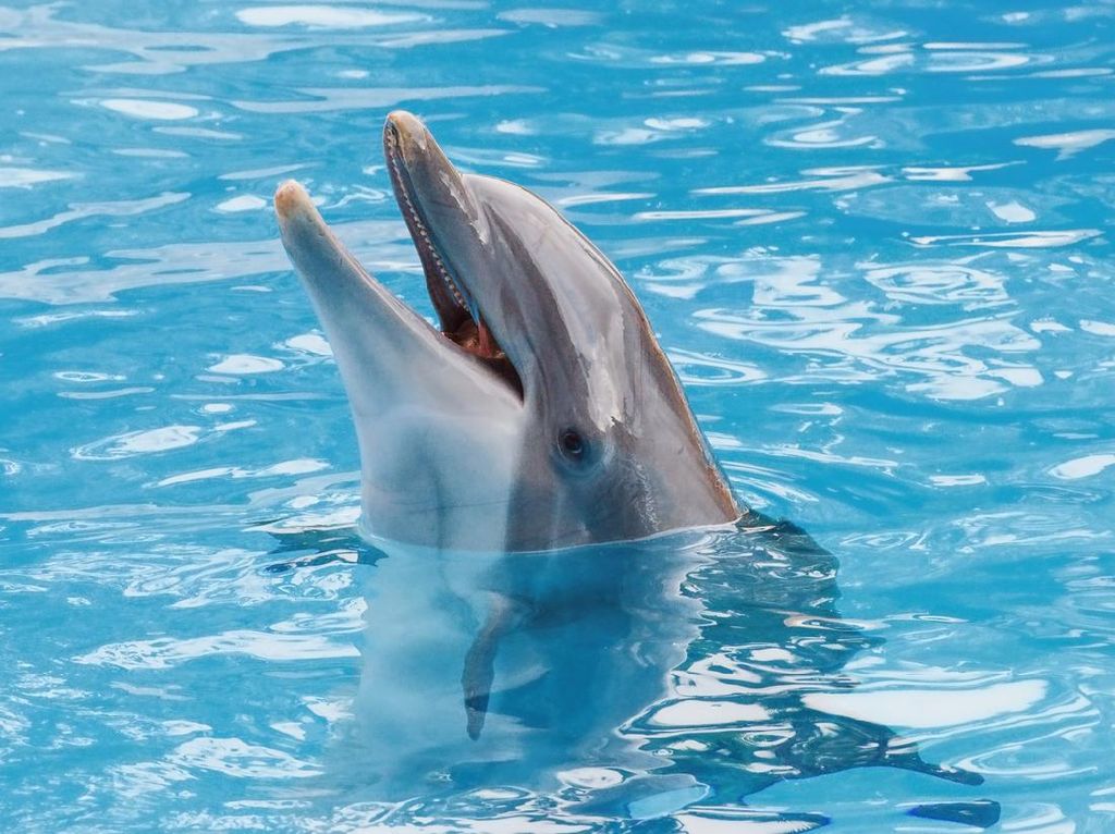 Lumba-lumba Disebut Mamalia yang Cerewet karena Sering Berkomunikasi
