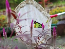 Mengenal Kupu-kupu, Fakta dan Jenis Spesiesnya yang Terancam Punah