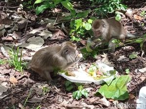 Melihat Prilaku 14 Geng Monyet Penghuni Cagar Alam Pangandaran