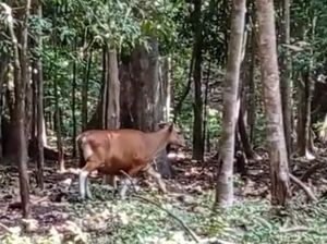 5 Fakta Menarik Banteng dan Gaharu Maskot Puspa Satwa 2022 5 Fakta Menarik Banteng dan Gaharu Maskot Puspa Satwa 2022