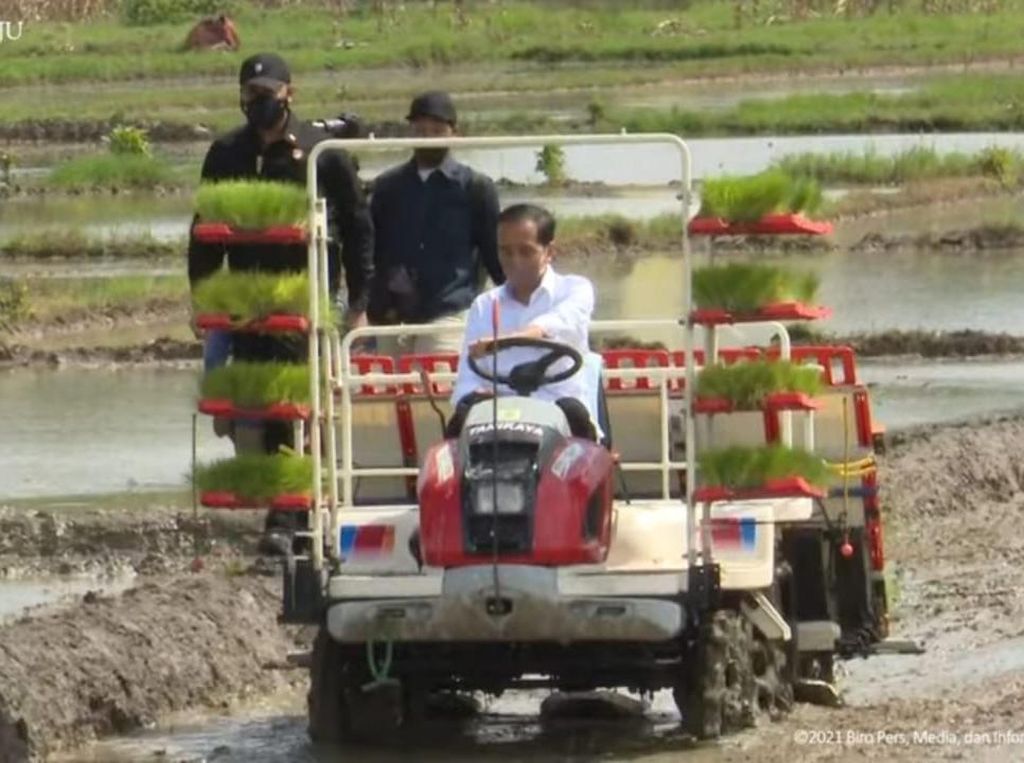 Usai Resmikan Bendungan Tugu, Jokowi Tanam Padi dengan Petani Trenggalek