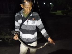 Medeni Bocah! Kobra Jawa Ukuran Jumbo Ditangkap di Juwiring Klaten Medeni Bocah! Kobra Jawa Ukuran Jumbo Ditangkap di Juwiring Klaten