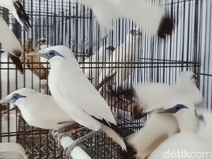 Hore! 71 Ekor Jalak Bali Dilepasliarkan ke Pulau Dewata Hore! 71 Ekor Jalak Bali Dilepasliarkan ke Pulau Dewata