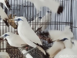 Hore! 71 Ekor Jalak Bali Dilepasliarkan ke Pulau Dewata