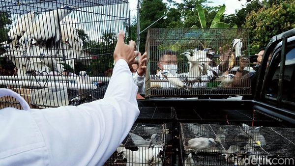 Dikirim ke Pulau Dewata, Puluhan Burung Jalak Bali Bakal Dilepasliarkan