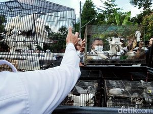 Dikirim ke Pulau Dewata, Puluhan Burung Jalak Bali Bakal Dilepasliarkan Dikirim ke Pulau Dewata, Puluhan Burung Jalak Bali Bakal Dilepasliarkan