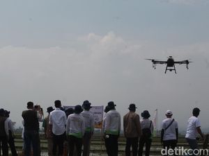 Kala Petani di Ciparay Terkesima Drone Penyemprot Pupuk