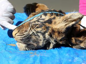 Tragis! Harimau Sumatera Ini Tinggal Kulit