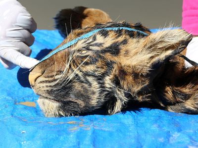 Tragis! Harimau Sumatera Ini Tinggal Kulit