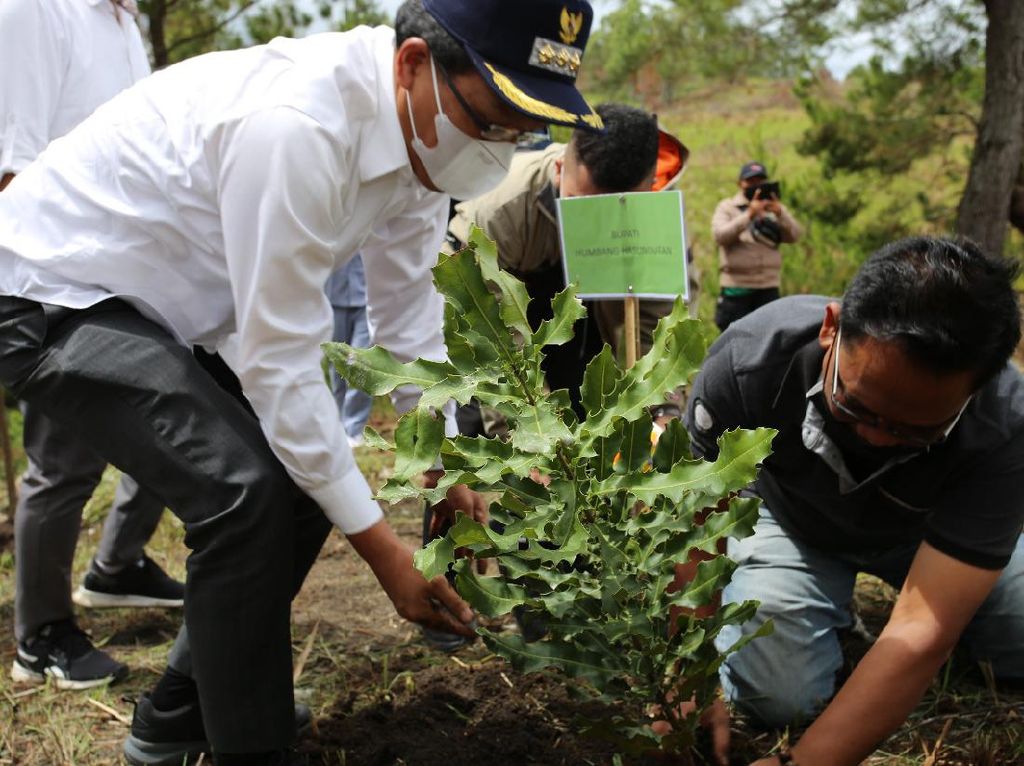 Inalum Tanam 500 Bibit Pohon Macadamia di Sumatera Utara