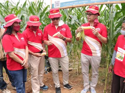 Ini Dia Solusi Petani Jagung Manis