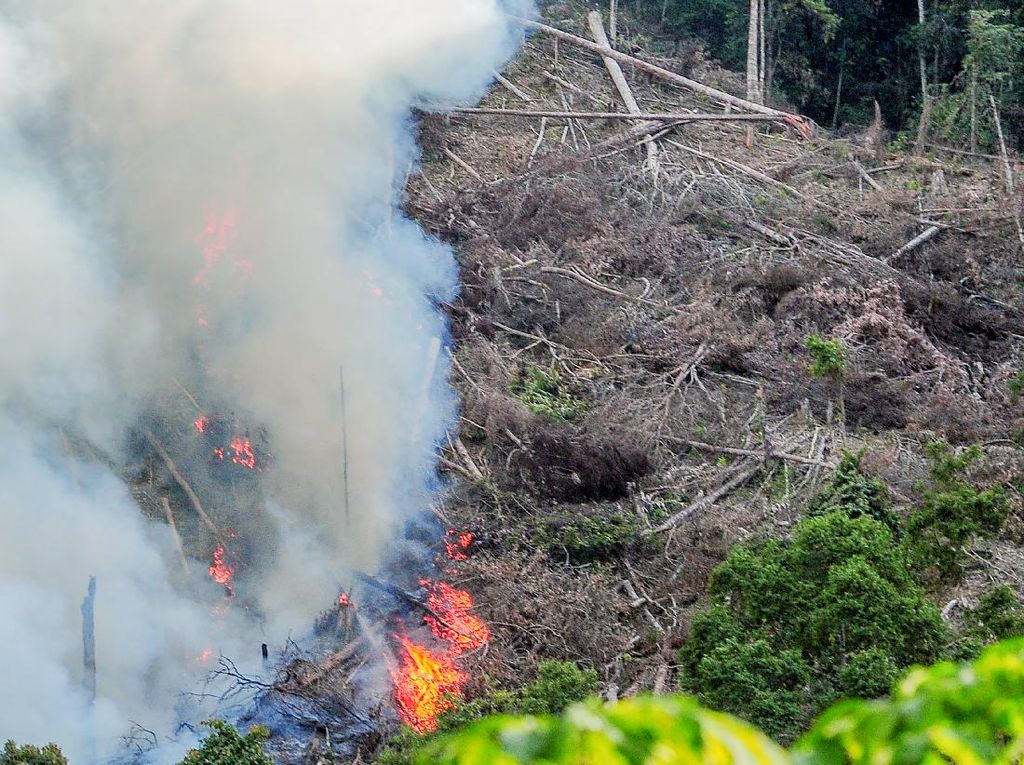 Bos Perusahaan Sawit di Riau Tersangka Pembakaran Lahan, Berkas Lengkap