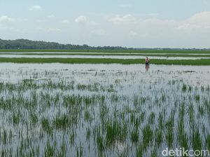 200 Hektare Sawah di Kudus Terendam Banjir, Petani Gagal Panen 200 Hektare Sawah di Kudus Terendam Banjir, Petani Gagal Panen