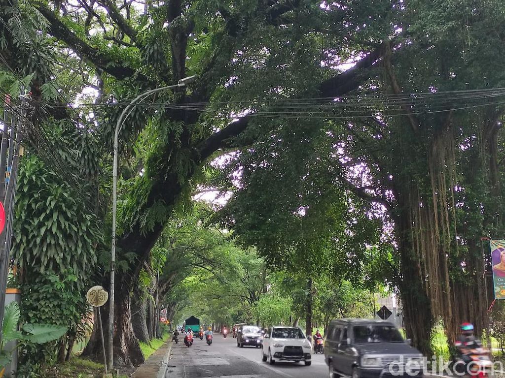 Semut Jadi Biang keladi Matinya PJU di Kota Malang, Kok Bisa?