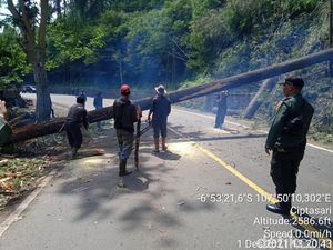 Rawan Tumbang, 7 Pohon Pinus di Cigendel Sumedang Ditebang