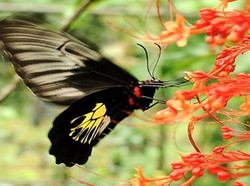 Cara Perkembangbiakan Tumbuhan secara Seksual, Yuk Simak!