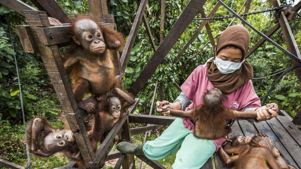 Foto Satwa Liar 2021 yang Luar Biasa, 2 Objek dari Indonesia