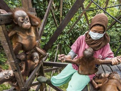 Foto Satwa Liar 2021 yang Luar Biasa, 2 Objek dari Indonesia