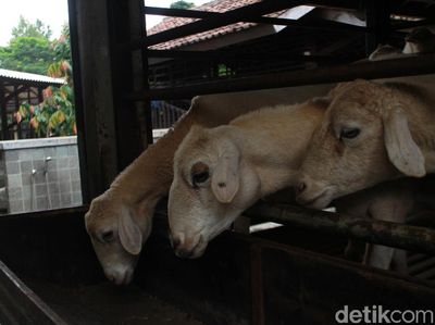 Potret Kuntum Farm Field, Wisata Sambil Menjadi Peternak