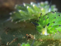 Uwu Banget, Yuk Kenalan dengan Hewan Laut Mungil Domba Laut