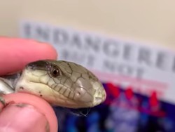 Viral Video Kadal Berkepala Dua Bermata Tiga