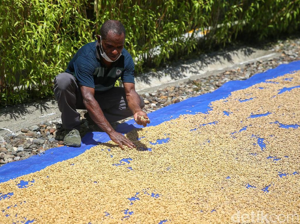 Melihat Koperasi Kopi Amungme Gold yang Hasilkan 1,5 Ton Kopi Per Tahun Melihat Koperasi Kopi Amungme Gold yang Hasilkan 1,5 Ton Kopi Per Tahun