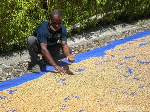 Melihat Koperasi Kopi Amungme Gold yang Hasilkan 1,5 Ton Kopi Per Tahun Melihat Koperasi Kopi Amungme Gold yang Hasilkan 1,5 Ton Kopi Per Tahun