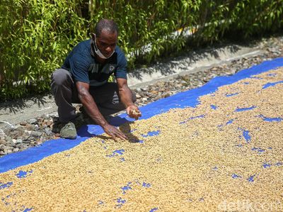Melihat Koperasi Kopi Amungme Gold yang Hasilkan 1,5 Ton Kopi Per Tahun