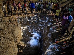 Pilu! Dua Gajah Mati Tertabrak Kereta di India