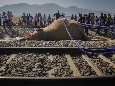 Pemakaman Mengharukan 2 Gajah yang Mati Ditabrak Kereta di India