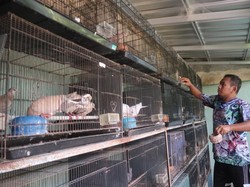 Gara-gara Merpati, Pria Bangkrut Ini Bisa Lunasi Utang dan Cuan Puluhan Juta