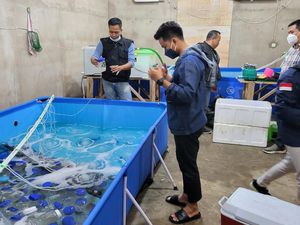 Polisi Gerebek Gudang Benur Ilegal Rp 24 M di Sumsel, 13 Orang Ditangkap Polisi Gerebek Gudang Benur Ilegal Rp 24 M di Sumsel, 13 Orang Ditangkap