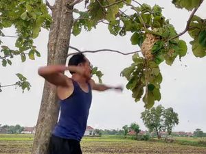 Kiprah Bang Godeg, Sang Pemburu Sarang Tawon di Majalengka Kiprah Bang Godeg, Sang Pemburu Sarang Tawon di Majalengka