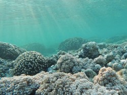 Mari ke Pulau Onen, Rumah Penyu di Kepulauan Kei