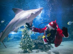 Unik! Sinterklas di Hungaria Dekorasi Pohon Natal Ditemani Hiu