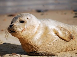 Sering Dikira Sama, Ini Perbedaan Singa Laut dan Anjing Laut