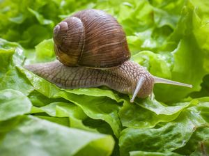 3 Cara Usir Siput dari Taman Rumah Pakai Bahan Alami