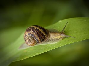 Cara Usir Siput dari Taman Rumah, Bisa Pakai Bubuk Kopi Cara Usir Siput dari Taman Rumah, Bisa Pakai Bubuk Kopi